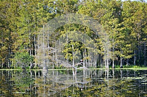 reflection of a cypress dome in the bayou