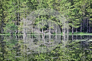 reflection of a cypress dome in the bayou