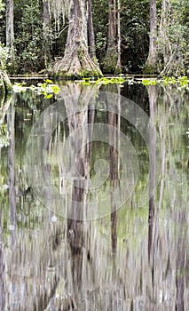 Reflection of a cypress tree and Spanish Moss in a blackwater swamp