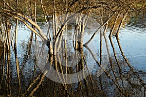 Reflection Distorted by Water Ripples at Lindo Lake photo