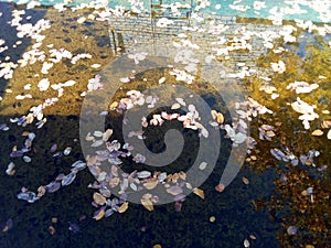 Reflection of fallen autumn leaves in water.