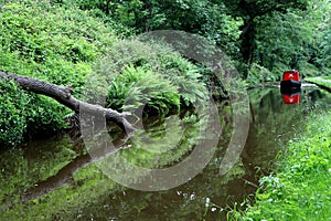 Reflection of a fallen tree on the canal