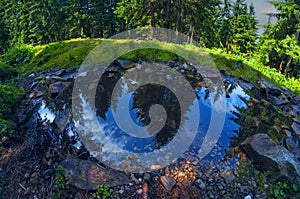 Reflection of firs in a forest stream.