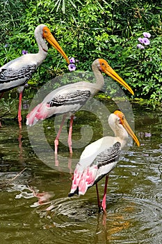 Reflection of flamingo birds in the water, India.