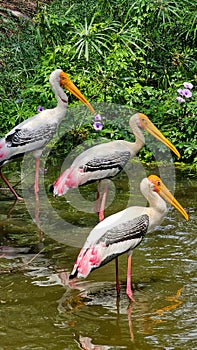 Reflection of flamingo birds in the water, India.