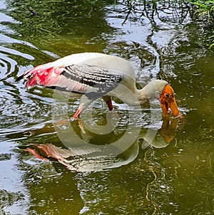 Reflection of flamingo in the water, India.