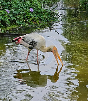 Reflection of flamingo in the water, India.