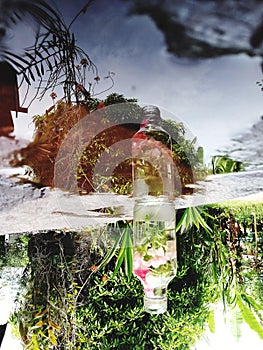Reflection of flower in the glass bottle photo