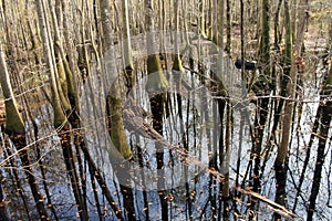 Reflection of the Forest at Congaree National Park