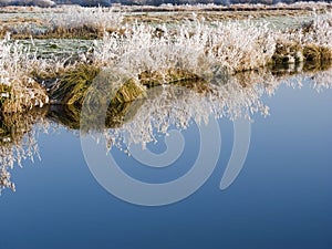 Reflection of frozen grass