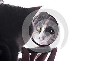 Reflection of funny cat in a mirror in a woman hand, pet distracting from makeup photo