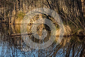 reflection from gras reed and trees