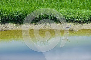 Reflection of grass