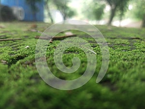 the reflection of the grass amidst the onslaught of increasingly massive air pollution