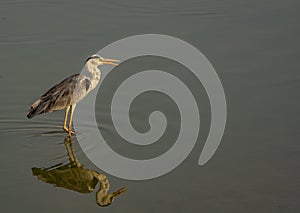 Reflection: Gray heron with beaks open on a lake