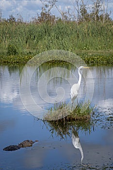 Reflection of a Great Egret w/a Florida Gator