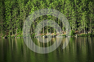 Reflection of a green forest