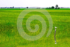 reflection green fresh agriculture jasmine rice farm and soft fog in morning and bird on dry tree