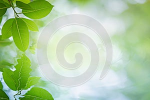 Reflection of green leaf and cloudy sky on water ripple.