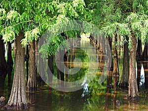 The reflection of green tree