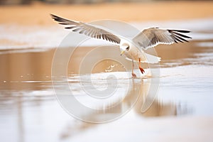 reflection of gull in beach water puddle