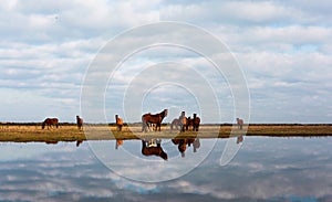 Reflection of horses in the water