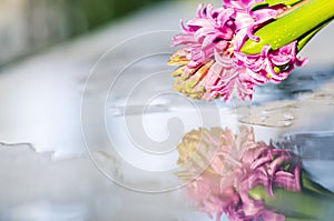 Reflection of Hyacinth flowers