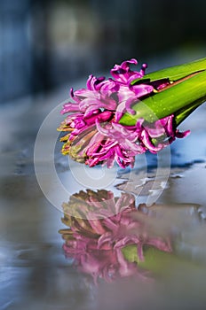 Reflection of Hyacinth flowers