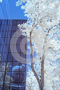 Reflection of the Idaho State Capital using Inferred technique photo