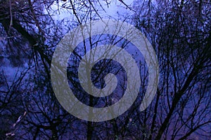 Reflection in the lake tree branches evening