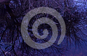 Reflection in the lake tree branches evening