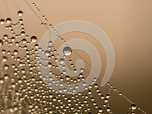 Reflection of a landscape in some dew drops of a spider web
