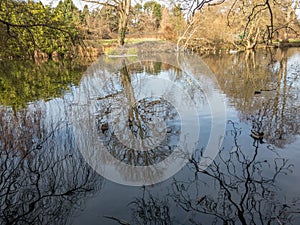 Reflection of large winter tree on a lake.