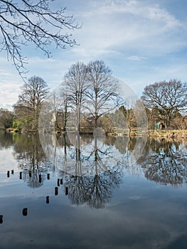 Reflection of a large winters on a still lake on a sunny afternoon.