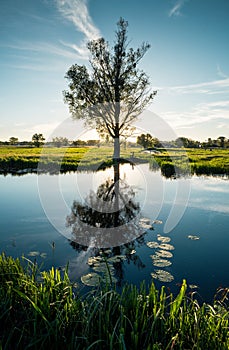 reflection of lone tree in a water (small pond river)