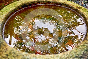 Reflection of maple trees in the water of the washbasin in the temple garden. Kyoto. Japan