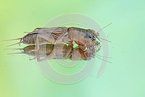 Reflection of a mole cricket on a mirror.