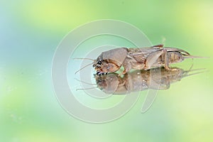 Reflection of a mole cricket on a mirror.