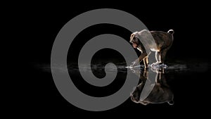 Reflection of a monkey in a dark lake