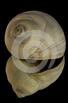 Reflection of a Moon Snail Shell