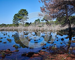 Reflection from Narta lagoon