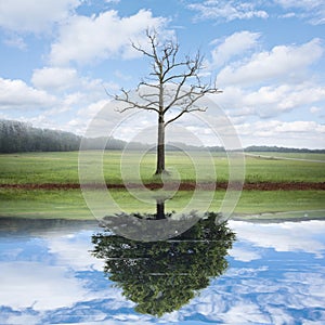 Reflection of old and new tree.