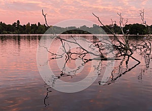 Reflection of old tree on mere at Ellesmere Shropshire