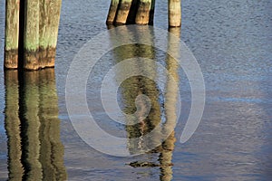 Reflection of old wood pilings in calm water