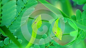 Reflection of Oriental whipsnake hide in the leaves in garden for insects and small animals to eat