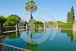 Reflection of palm in pond