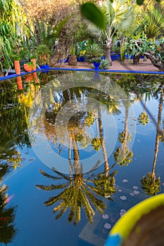 Reflection of a palm tree in a bright blue fountain and a garden of captus and exotic plants. Majorelle Garden. Concept of travel photo