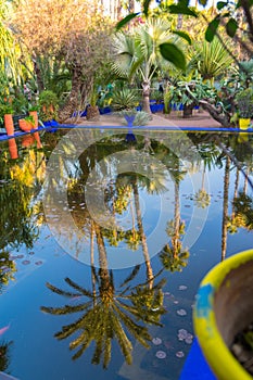 Reflection of a palm tree in a bright blue fountain and a garden of captus and exotic plants. Majorelle Garden. Concept of travel