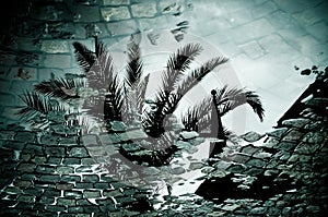 Reflection of a palm tree in a puddle