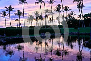 Reflection of palm trees on a pond during sunset at a resort in Maui, Hawaii